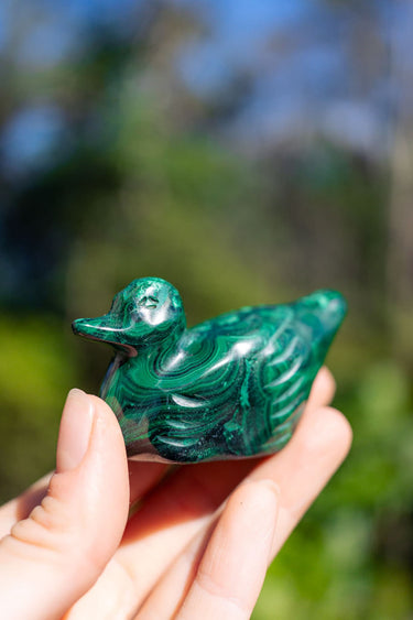 Malachite Duck